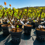 Hortenzia metlinatá (Hydrangea paniculata) ´LIVING LITTLE LOVE´® by LIVING CREATIONS® výška 20-30 cm, kont. C1,5L